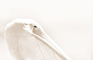 Photo of a pelican in profile, San Diego