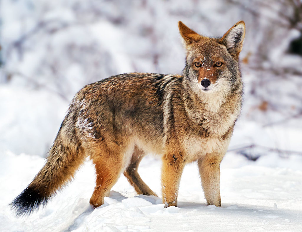 Photo of a coyote at Yosemite National Park, California by visionbypixels.com
