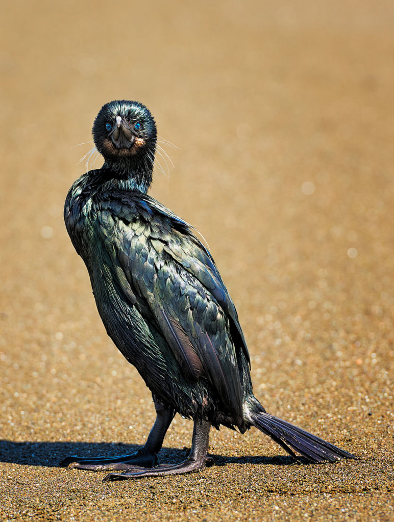 Photo of a cormorant on the shoreline of Pacifica, California by visionbypixels.com