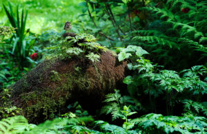 Photo of a tiny bird amid greenery in Golden Gate Park, San Francisco, California by visionbypixels.com