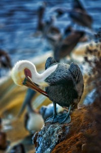 Photo of a pelican grooming itself at dusk in La Jolla, California by visionbypixels.com