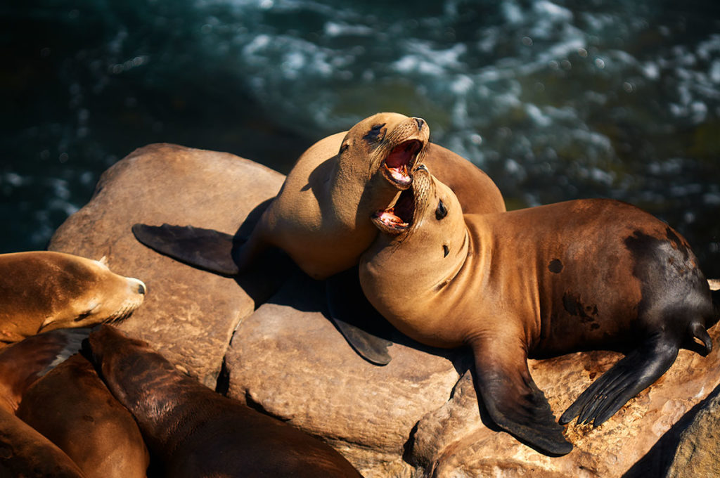 Photo of seals doing a capella at La Jolla, California by visionbypixels.com