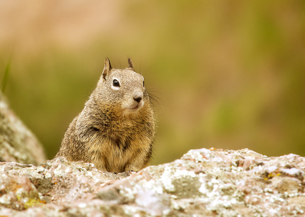Photo of a squirrel at Pinnacles National Park, California by visionbypixels.com
