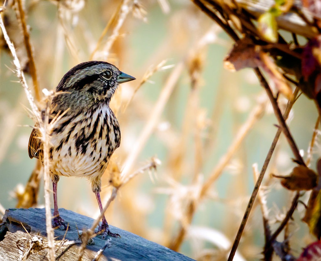 Photo of a sparrow at Point Reyes National Seashore, California, by visionbypixels.com