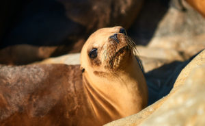 Photo of California sea lion, La Jolla, California, by visionbypixels.com