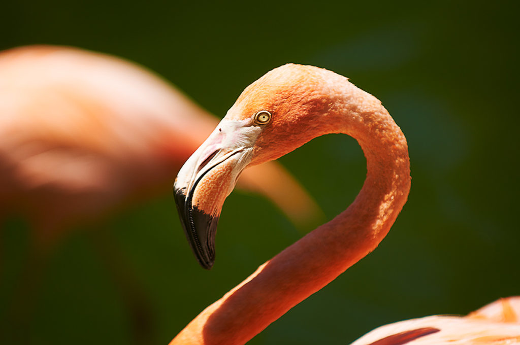 Photo of flamingo, San Diego, California, by visionbypixels.com