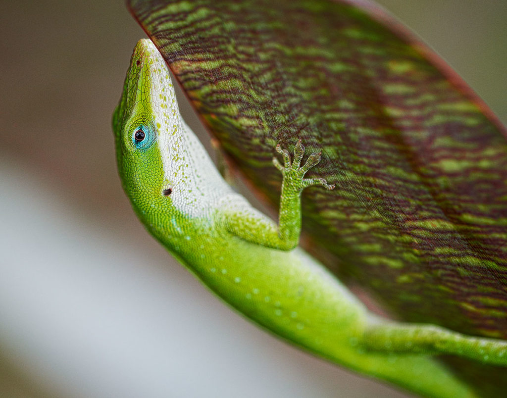 Photo of a green anole, Honolulu, O'ahu, Hawai'i, by visionbypixels.com