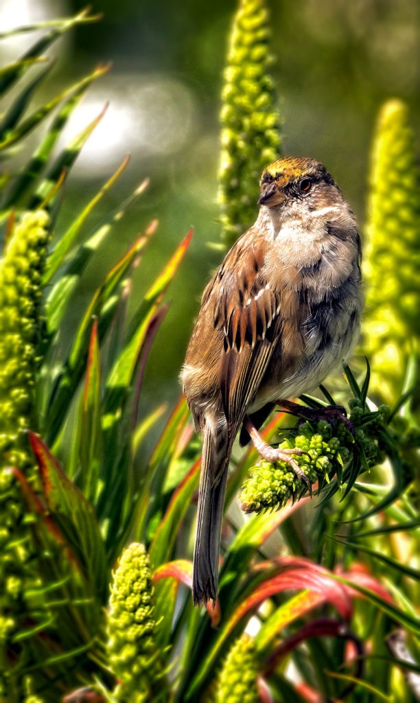 Photo of a sparrow in Palo Alto, California by visionbypixels.com