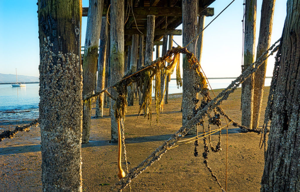 Photo of pier at Half Moon Bay, California by visionbypixels.com