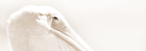Photo of a pelican in profile, San Diego