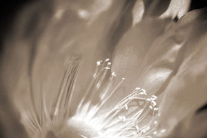 Monochrome photo of a blooming cactus flower.