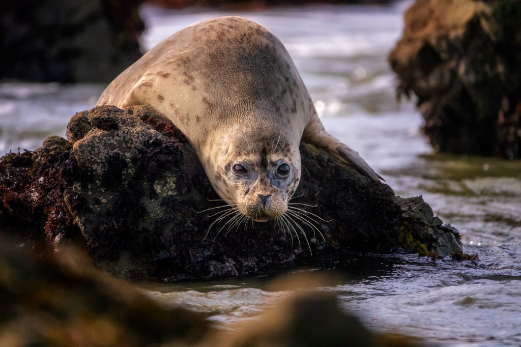 Bean Hollow Seal