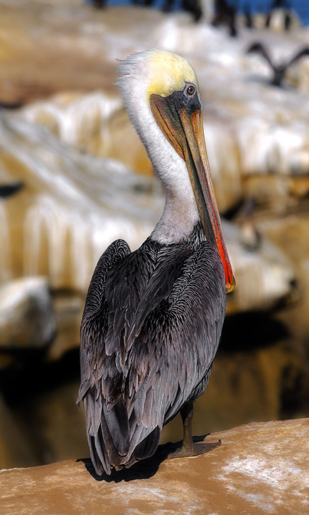 Pelican Resting