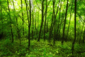 Copse, Rudescheim am Rhein