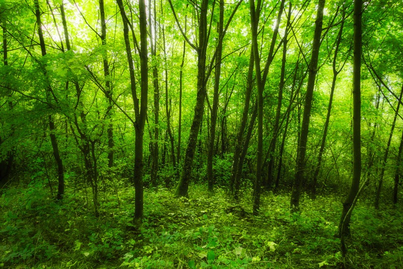 Copse, Rudescheim am Rhein